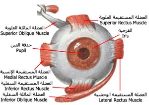 Eanat-%283%29.jpg