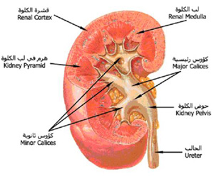 أطفال الخليج الحهاز البولي وعمله