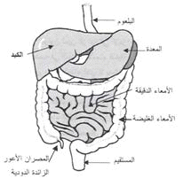 يتكون الجهاز الهضمي من