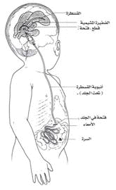 Hydr%20%286%29.gif