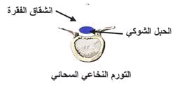 Typ%20%287%29.gif