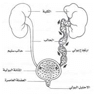 Urol%20%283%29.gif