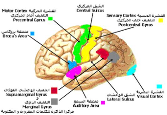 A-cns%20%283%29.jpg