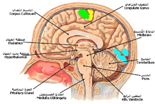 A-cns%20%284%29.jpg