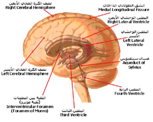 A-cns%20%285%29.jpg