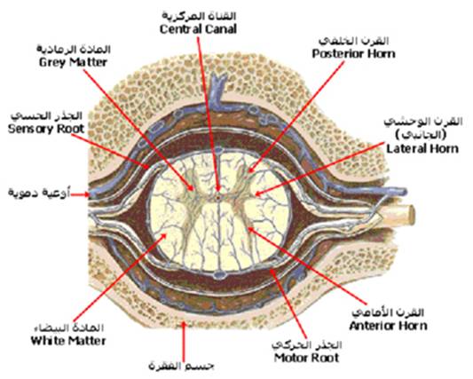 A-cns%20%287%29.jpg