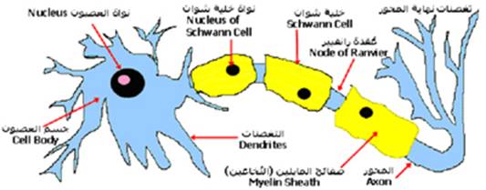 أطفال الخليج الجهاز العصبي كيف يعمل