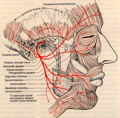 Bells Palsy Bell1.gif