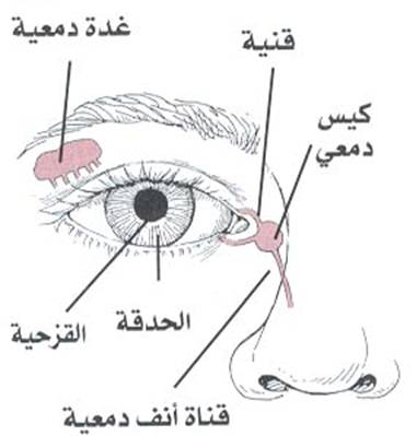 اضغط على الصورة لرؤيتها بالحجم الطبيعي