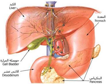 http://www.gulfkids.com/images3/Liver.jpg