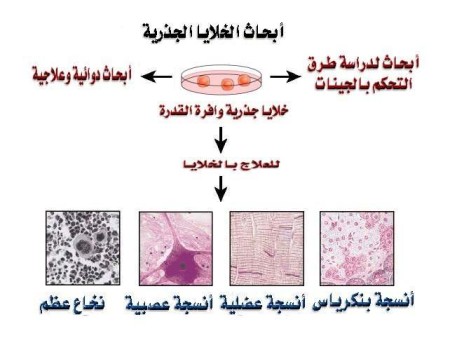 الحية التي ينحت منها الجسم ويرمم. والخلايا الجذعية خلايا غير