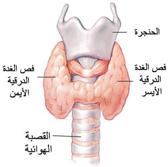 اضغط على الصورة لرؤيتها بالحجم الطبيعي